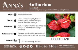 6" Anthurium