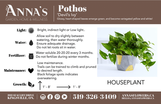 6" Silver Satin Pothos Hanging Basket