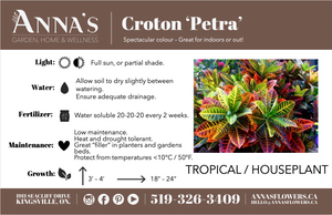 6" Croton Petra