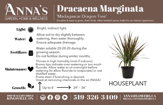 10" Dracaena Marginata Stagger