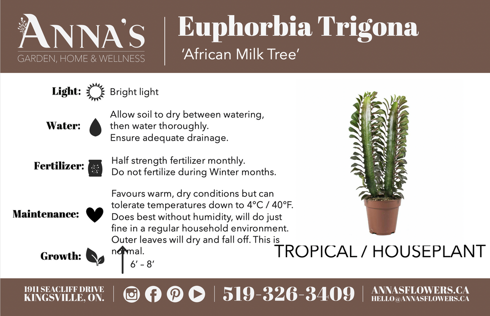 6" Cactus - Euphorbia Trigona