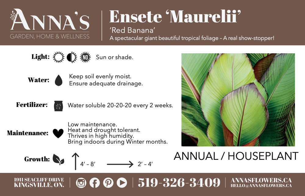 
            
                Load image into Gallery viewer, 14&amp;quot; Musa Banana Ensete
            
        