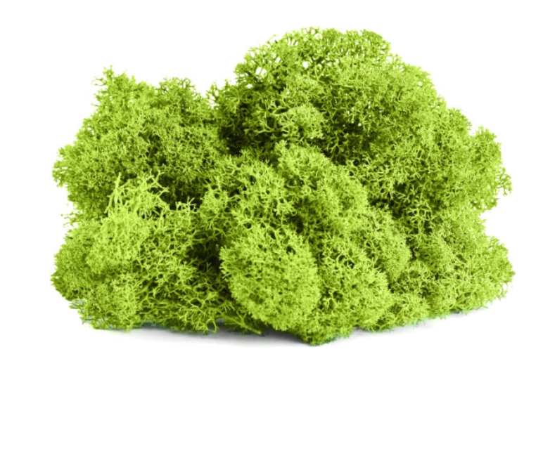 
            
                Load image into Gallery viewer, Preserved Reindeer Moss (Multiple Colours)
            
        