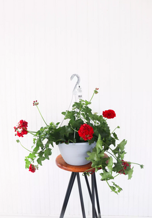 12" Ivy Geranium (Multiple Colours)