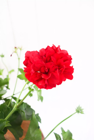 12" Ivy Geranium (Multiple Colours)
