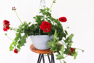 12" Ivy Geranium (Multiple Colours)