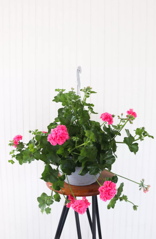 12" Ivy Geranium (Multiple Colours)