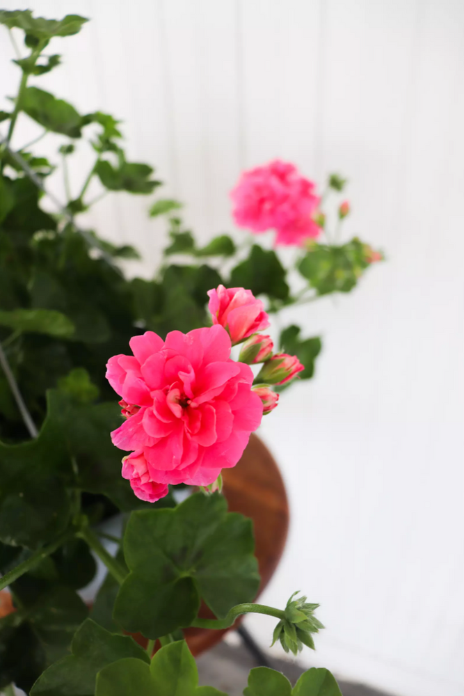 12" Ivy Geranium (Multiple Colours)