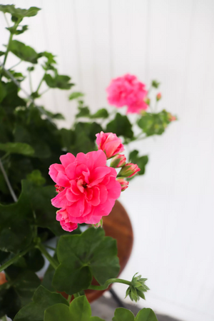 12" Ivy Geranium (Multiple Colours)