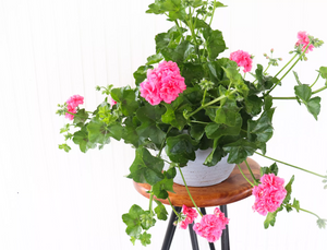 12" Ivy Geranium (Multiple Colours)