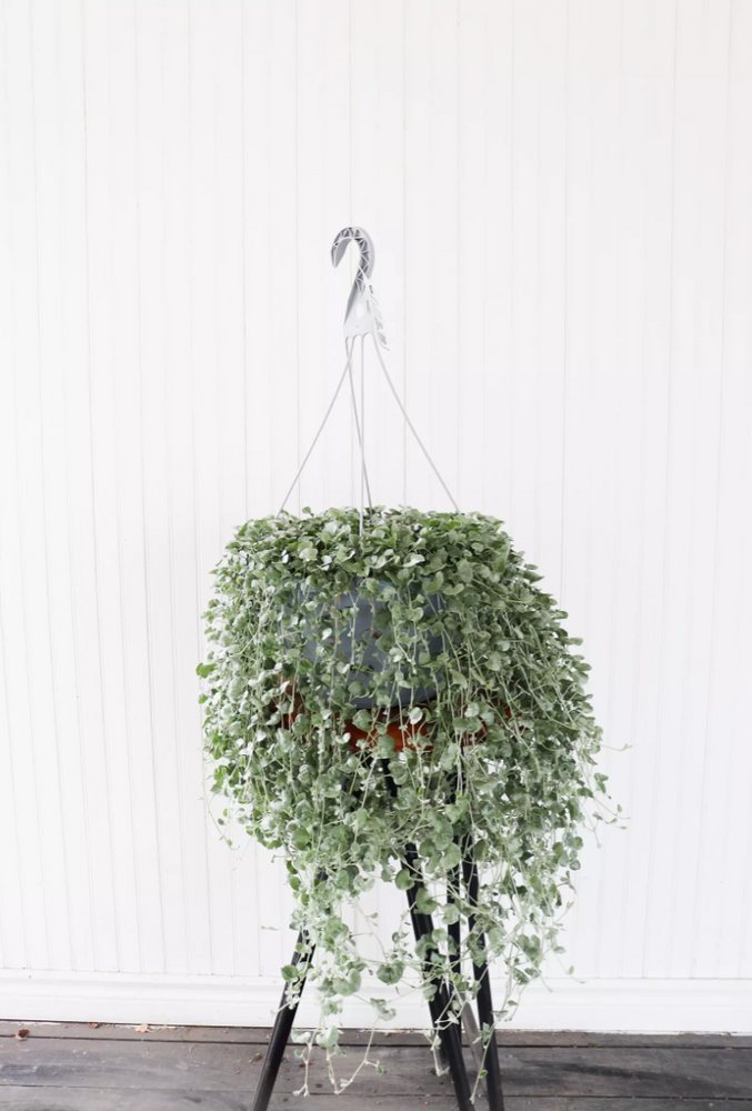 12" Dichondra Silver Falls Hanging Basket