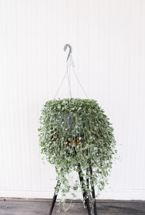 12" Dichondra Silver Falls Hanging Basket