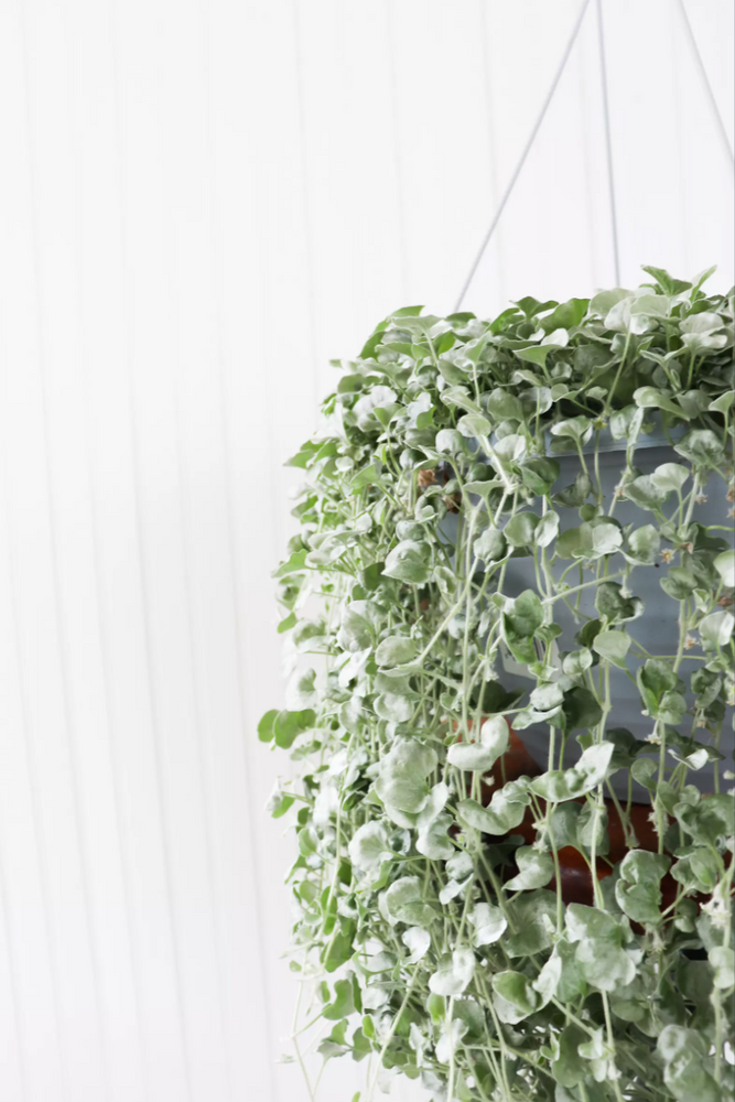 12" Dichondra Silver Falls Hanging Basket