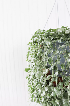 12" Dichondra Silver Falls Hanging Basket