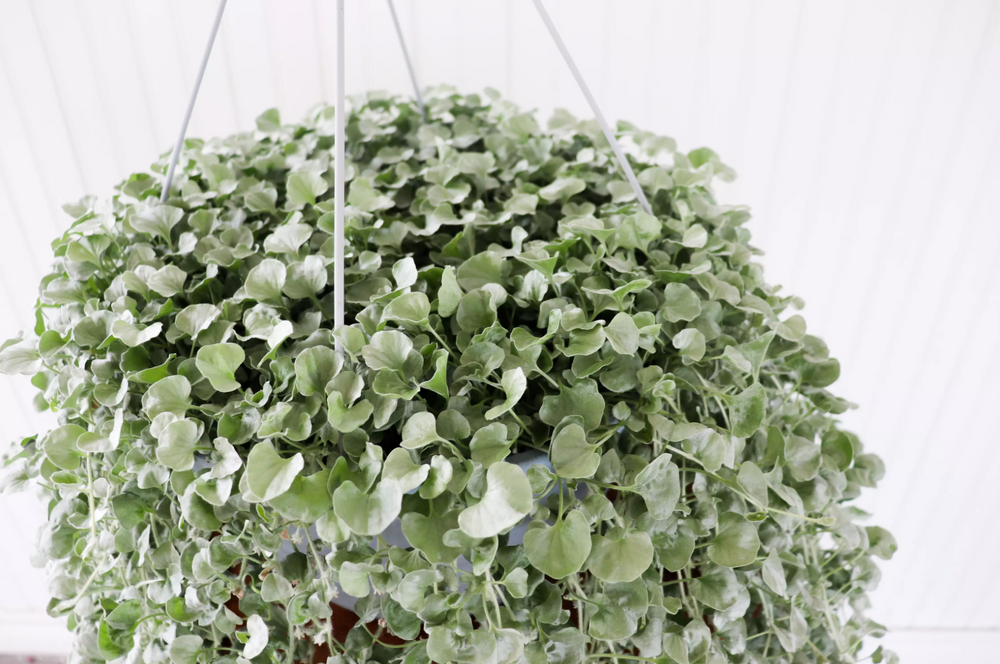 12" Dichondra Silver Falls Hanging Basket