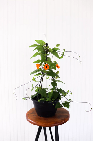 11" Black Eyed Susan Vine (Multiple Colours)