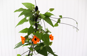 11" Black Eyed Susan Vine (Multiple Colours)