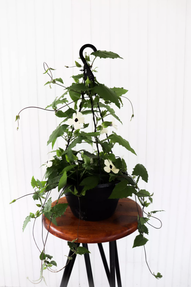 11" Black Eyed Susan Vine (Multiple Colours)