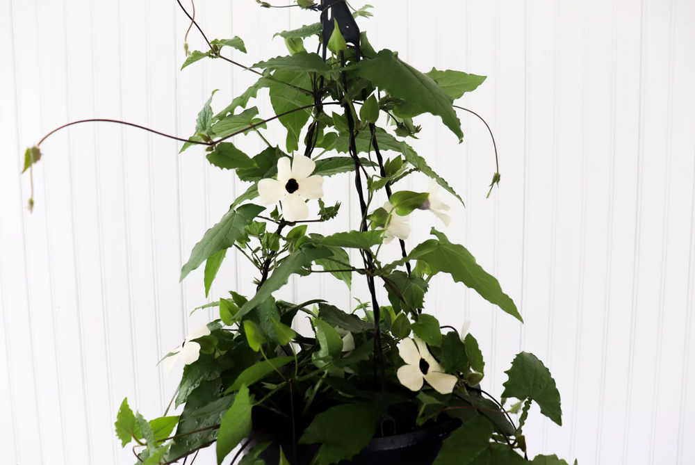 11" Black Eyed Susan Vine (Multiple Colours)