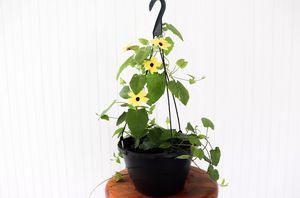 11" Black Eyed Susan Vine (Multiple Colours)