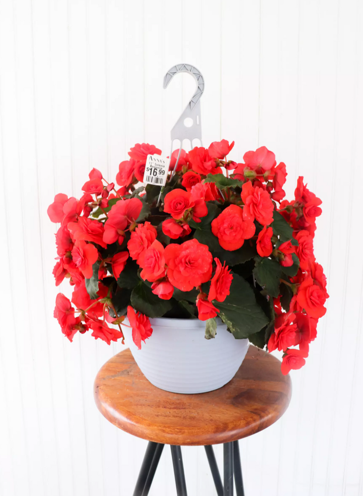 12" Solenia Begonia Hanging Basket (Multiple Colours) Anna's Garden