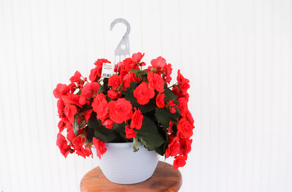 12" Solenia Begonia Hanging Basket (Multiple Colours) Anna's Garden