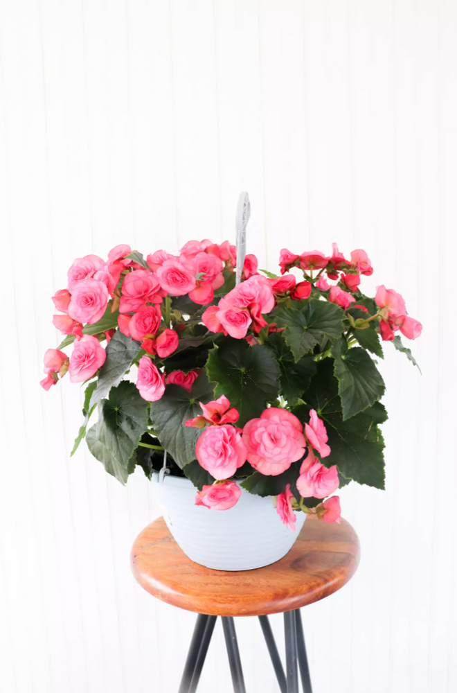 12" Solenia Begonia Hanging Basket (Multiple Colours) Anna's Garden