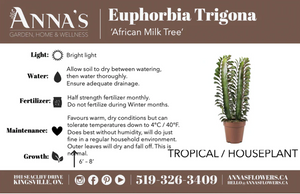 4" Euphorbia Trigona Red