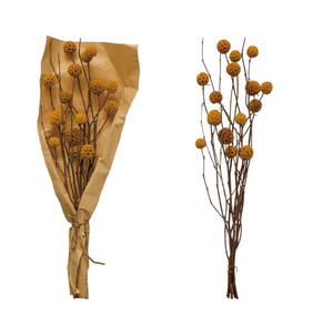 
            
                Load image into Gallery viewer, Dried Natural Globe Thistle Bunch, Mustard Color - Florals And Foliage
            
        