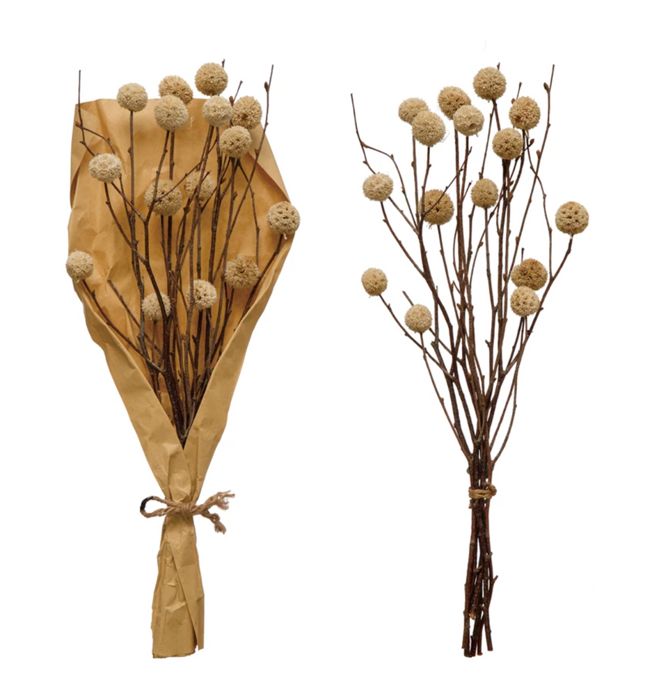 Dried Natural Globe Thistle Bunch, Cream Color - Florals And Foliage