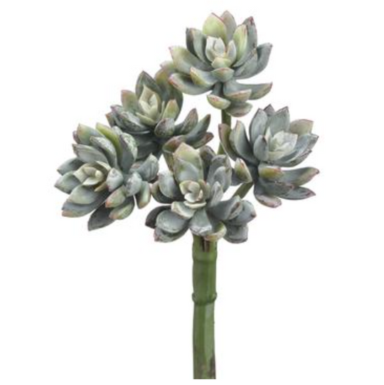 9" St.Mini Echeveria - Florals And Foliage