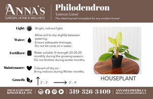 6" Philodendron Lemon Lime