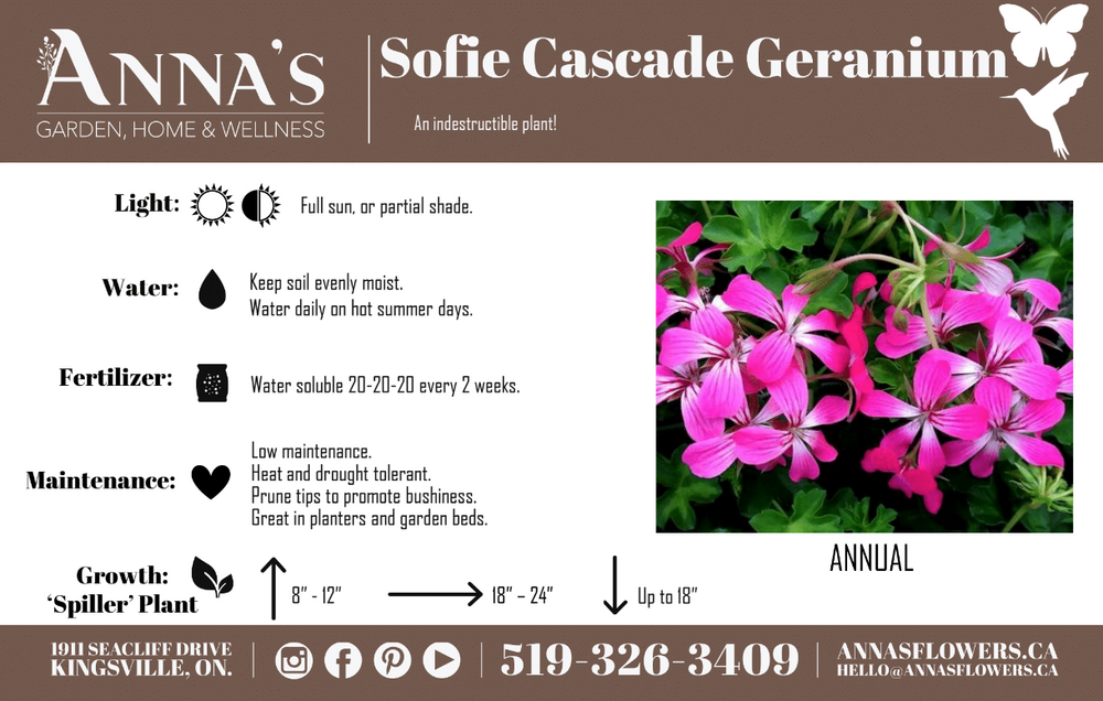 13" White Ivy Geranium/Purple Heart Hanging Mix