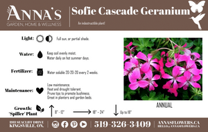 13" White Ivy Geranium/Purple Heart Hanging Mix