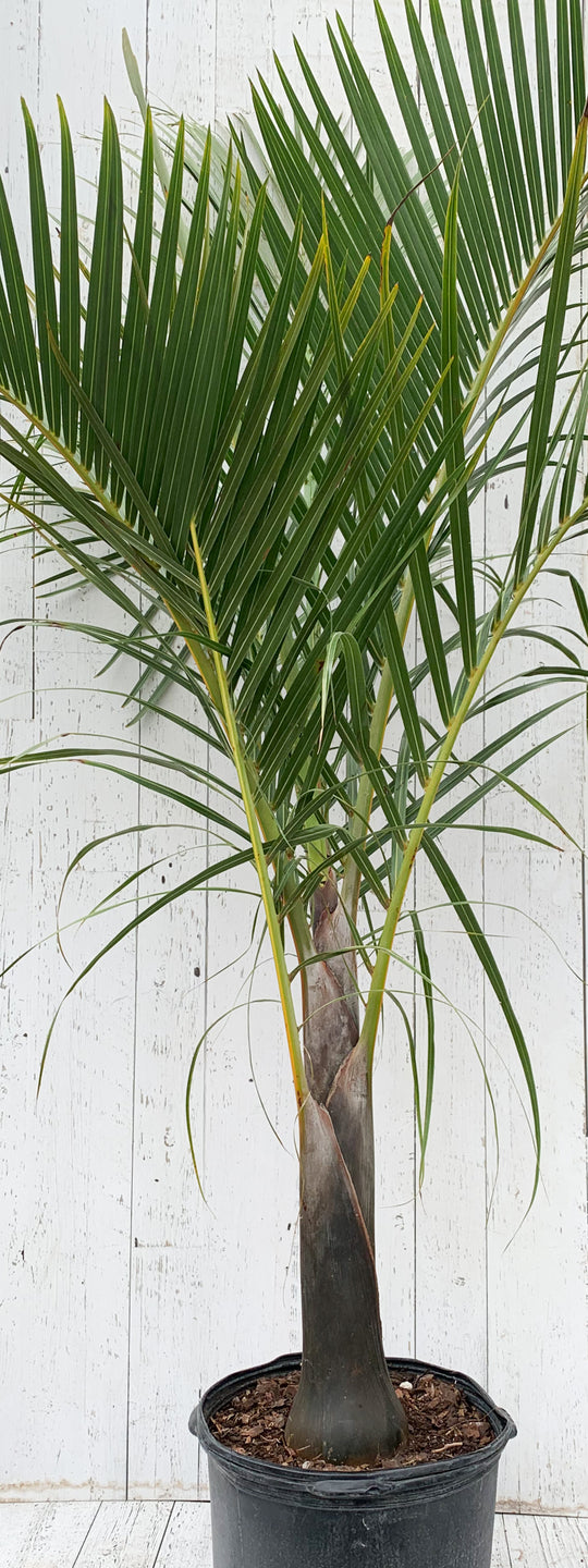 7G Spindle Palm Tree 14”