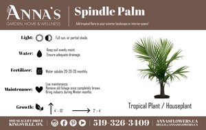14" Spindle Palm Tree 7G