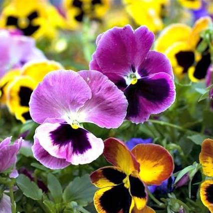 Spring Bulb Planter ( Saturday, March 21 @ 2 PM)