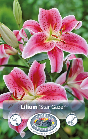 Lilium Oriental Star Gazer Bulbs