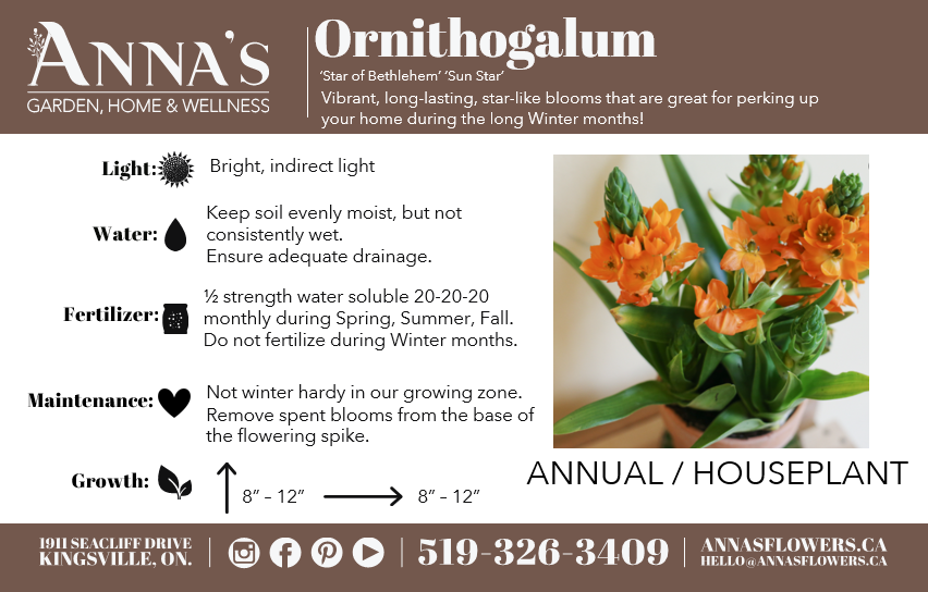 4" Sun Star Ornithogalum