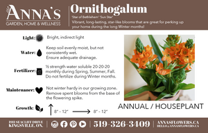 6" Sun Star Ornithogalum