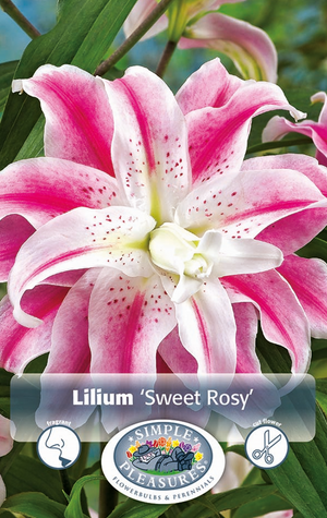 Lilium Double Oriental Sweet Rosy Bulbs