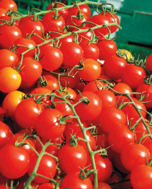 Sweet Million Cherry Tomato F1 Seeds