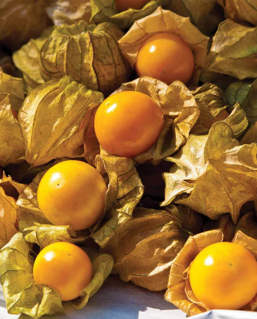 Aunt Molly's Ground Cherry Tomato Seeds