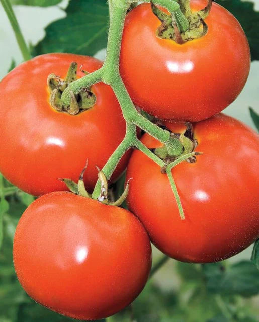 Manitoba Tomato Seeds