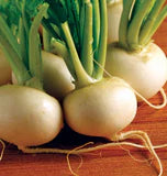 Hakurei Turnips F1 Seeds