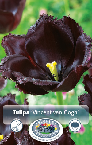 
            
                Load image into Gallery viewer, Tulips Fringed - Vincent Van Gogh Bulb
            
        