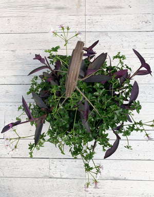 13" White Ivy Geranium/Purple Heart Hanging Mix
