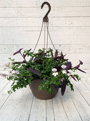 13" White Ivy Geranium/Purple Heart Hanging Mix