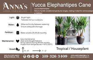 10" Yucca Elephantipes Cane 3-2-1