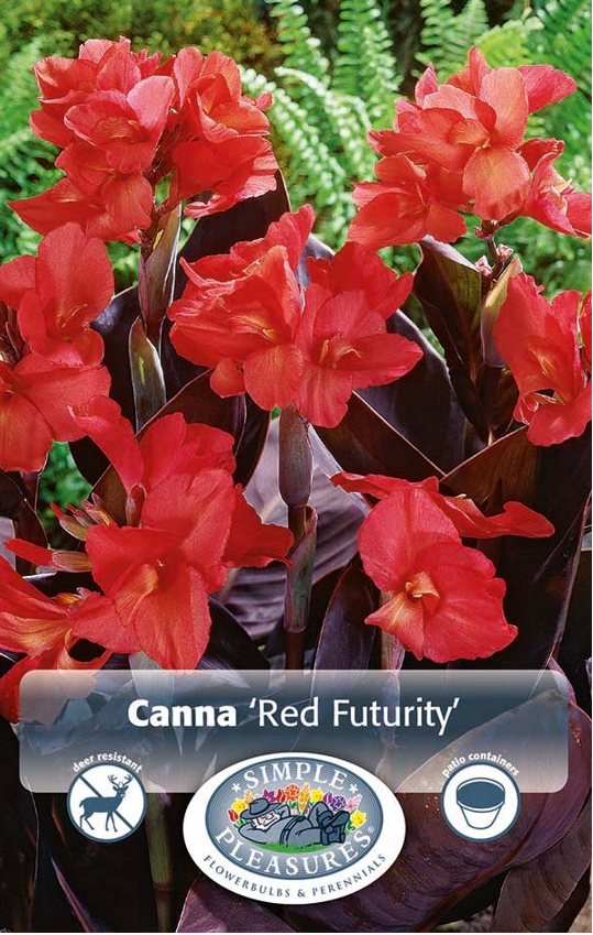 
            
                Load image into Gallery viewer, Canna Dwarf Red Futurity Bulbs
            
        